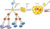 origin of cancer
