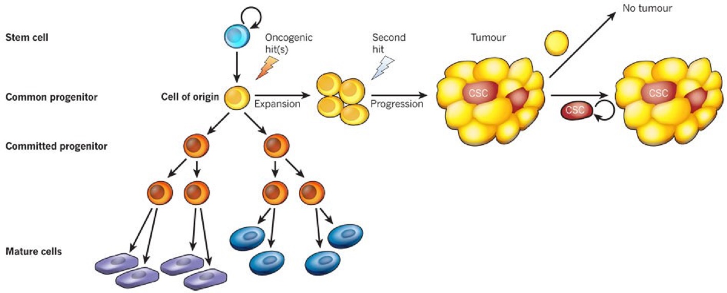 origin of cancer